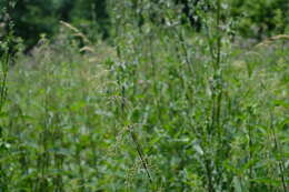 Image of nettle