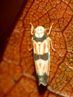 Image de Erythroneura calycula McAtee 1920