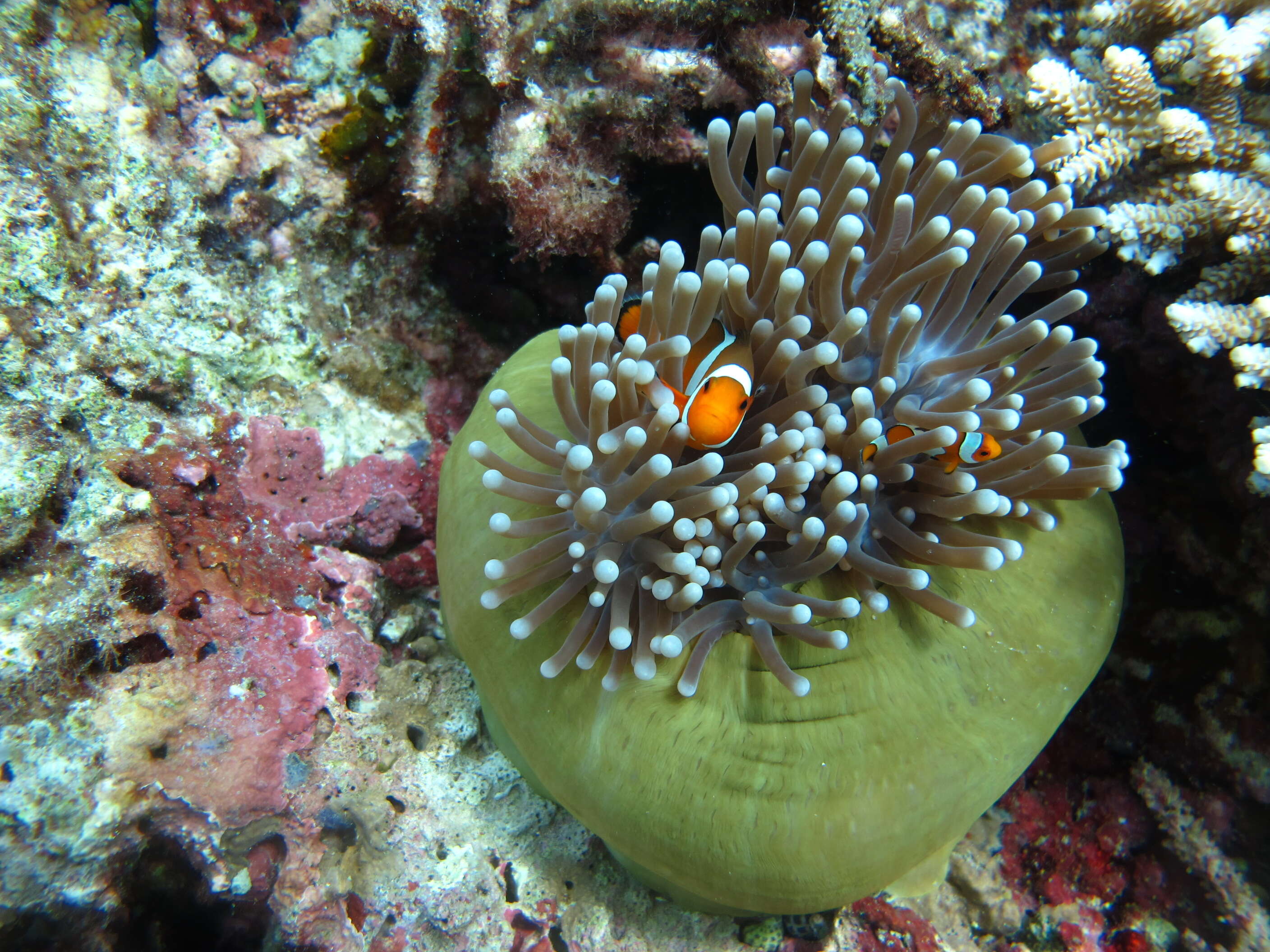 Image of sea anemones