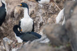 Image of Kerguelen Shag