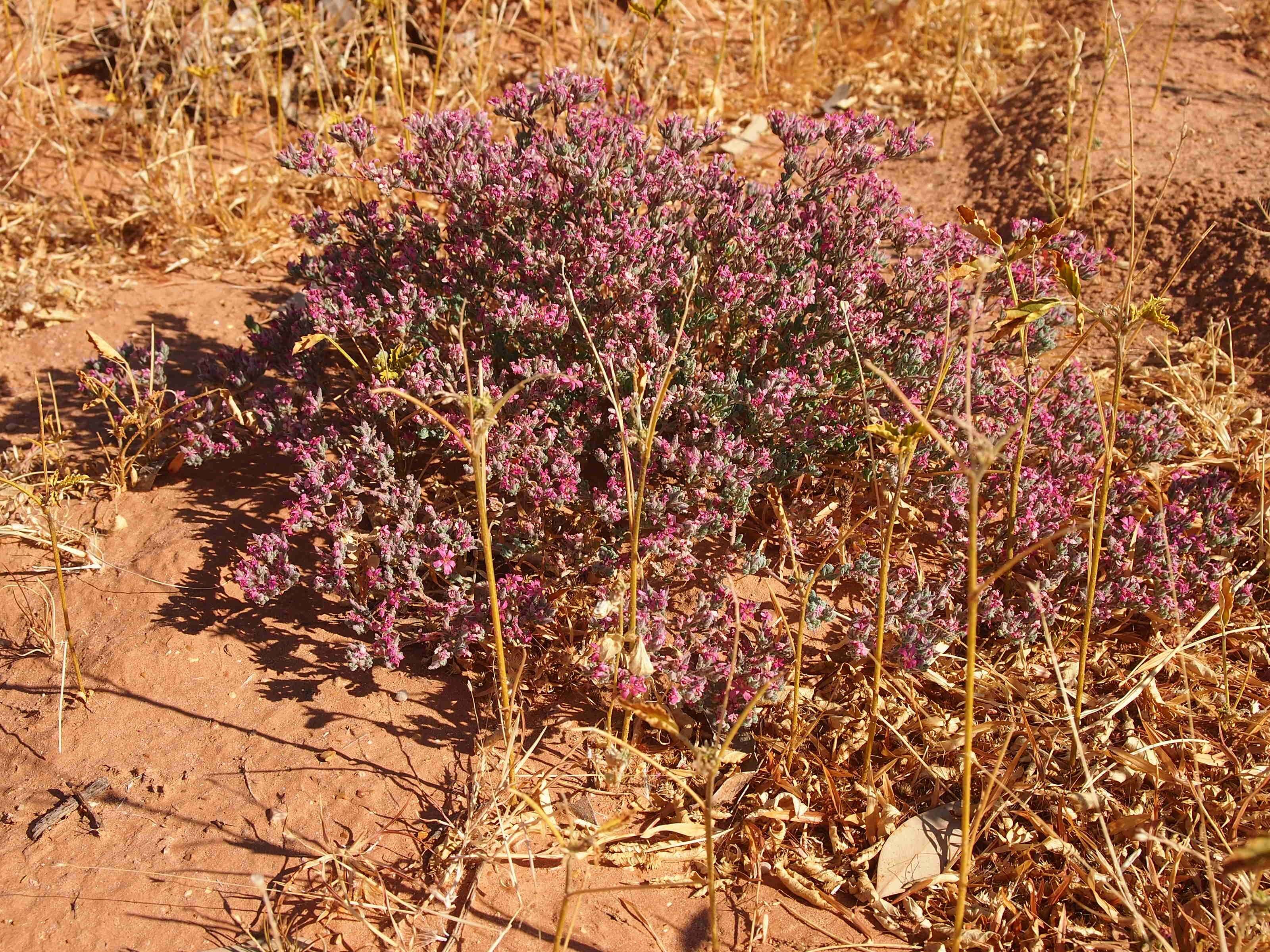 Image of Frankenia serpyllifolia Lindley