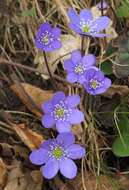 Image of American liverleaf