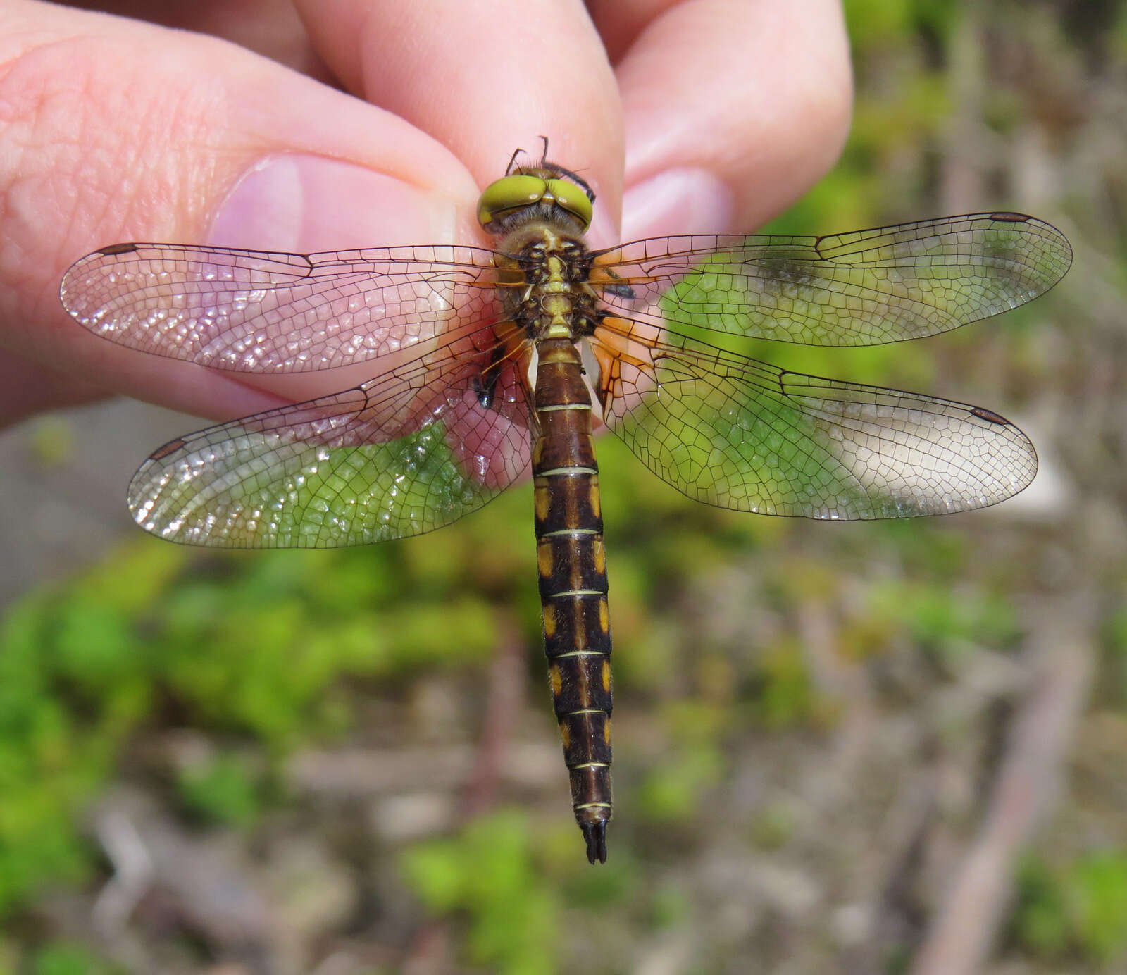 Image of Broad-tailed Shadowdragon