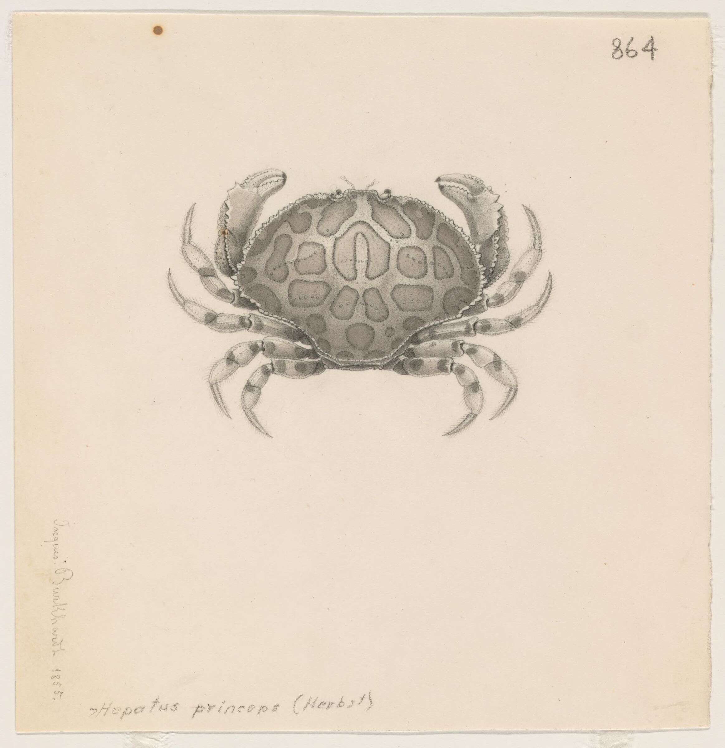 Imagem de Aethroidea Dana 1851