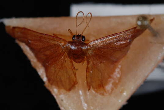 Image of Red-Bordered Wave Moth