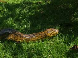 Image of Yellow anaconda