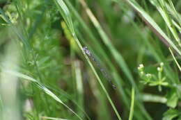 Imagem de Coenagrion pulchellum (Vander Linden 1825)