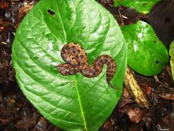 Image of Olmecan Pit Viper