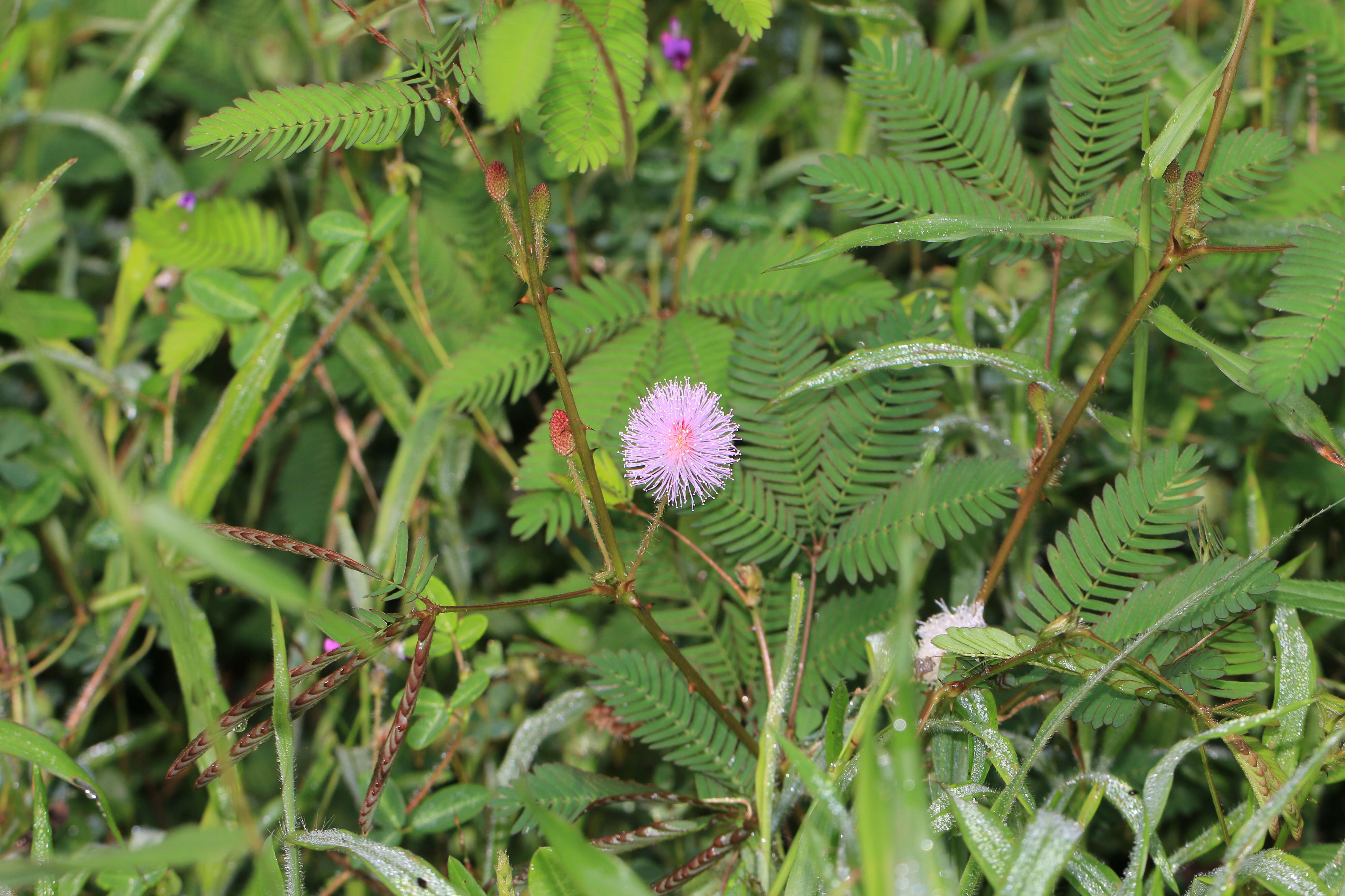 Image of Sensitive Plant