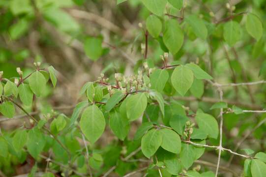 Image of dwarf honeysuckle