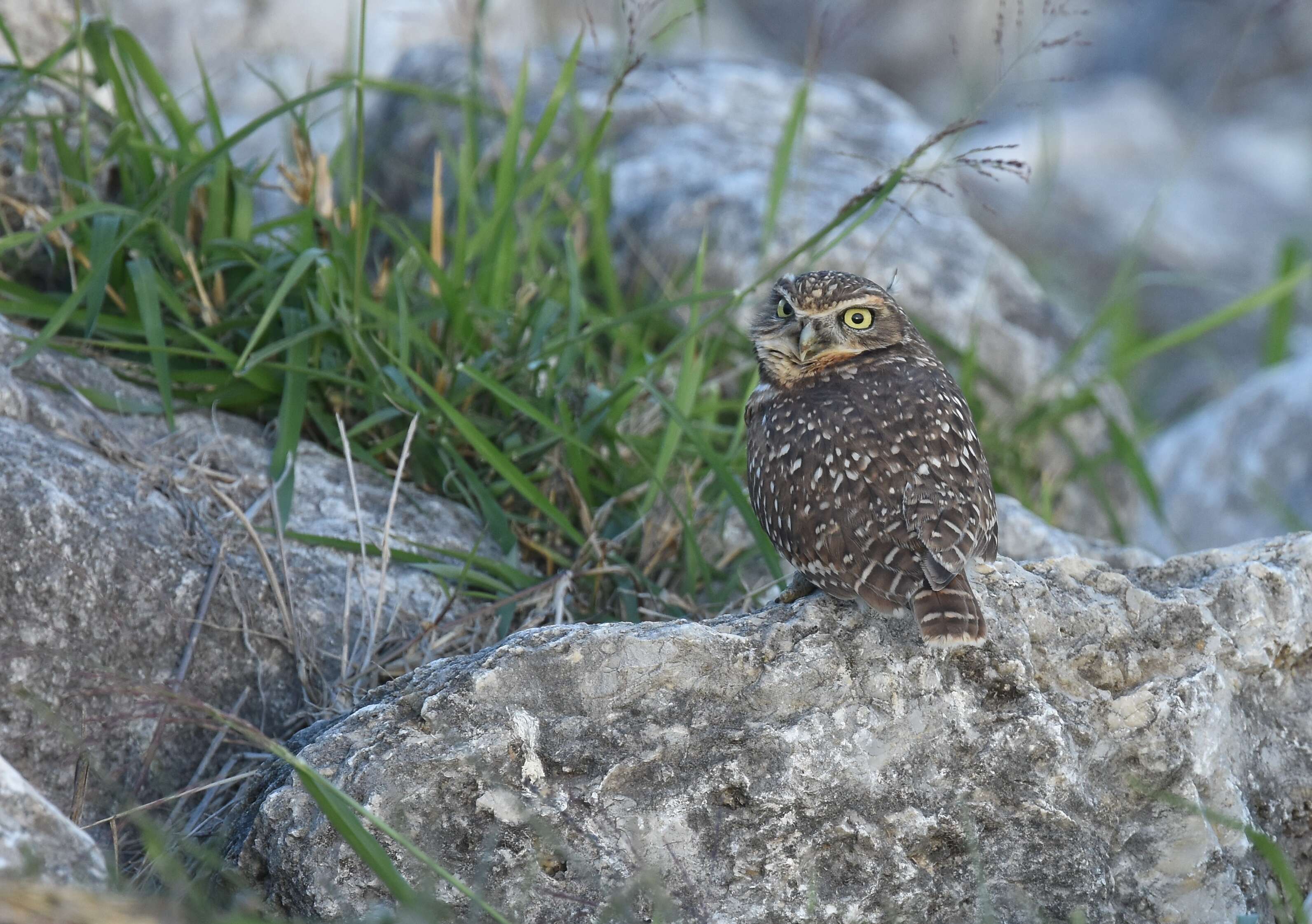 Image of Burrowing Owl