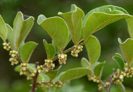 Diospyros chloroxylon Roxb. resmi