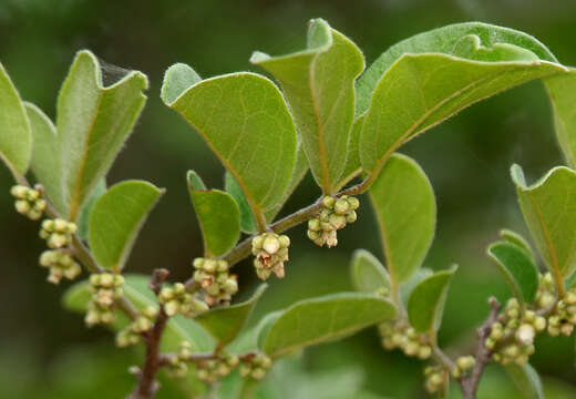 Diospyros chloroxylon Roxb. resmi