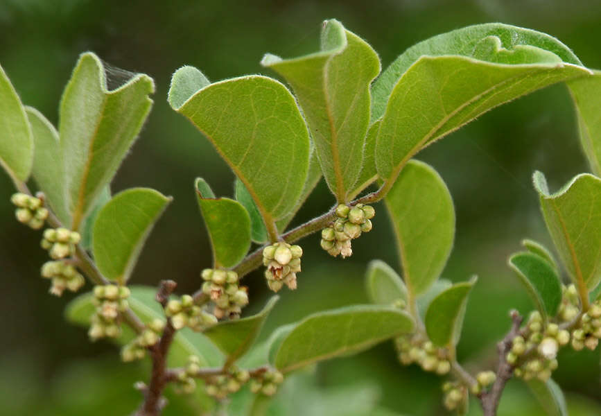 Sivun Diospyros chloroxylon Roxb. kuva