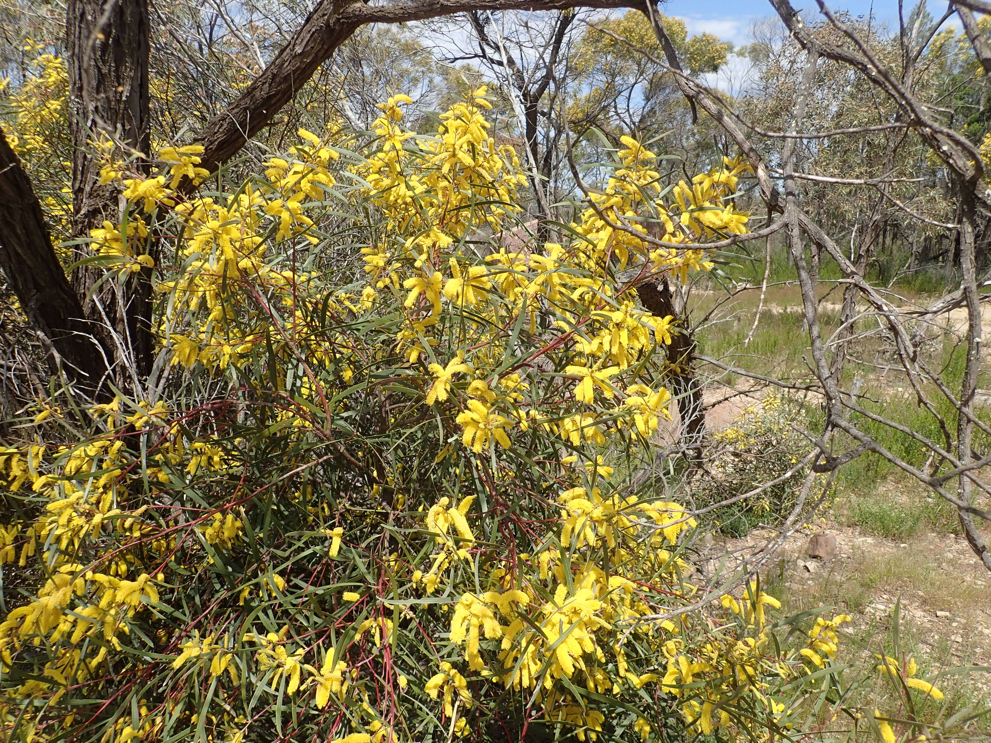 Image of spearwood