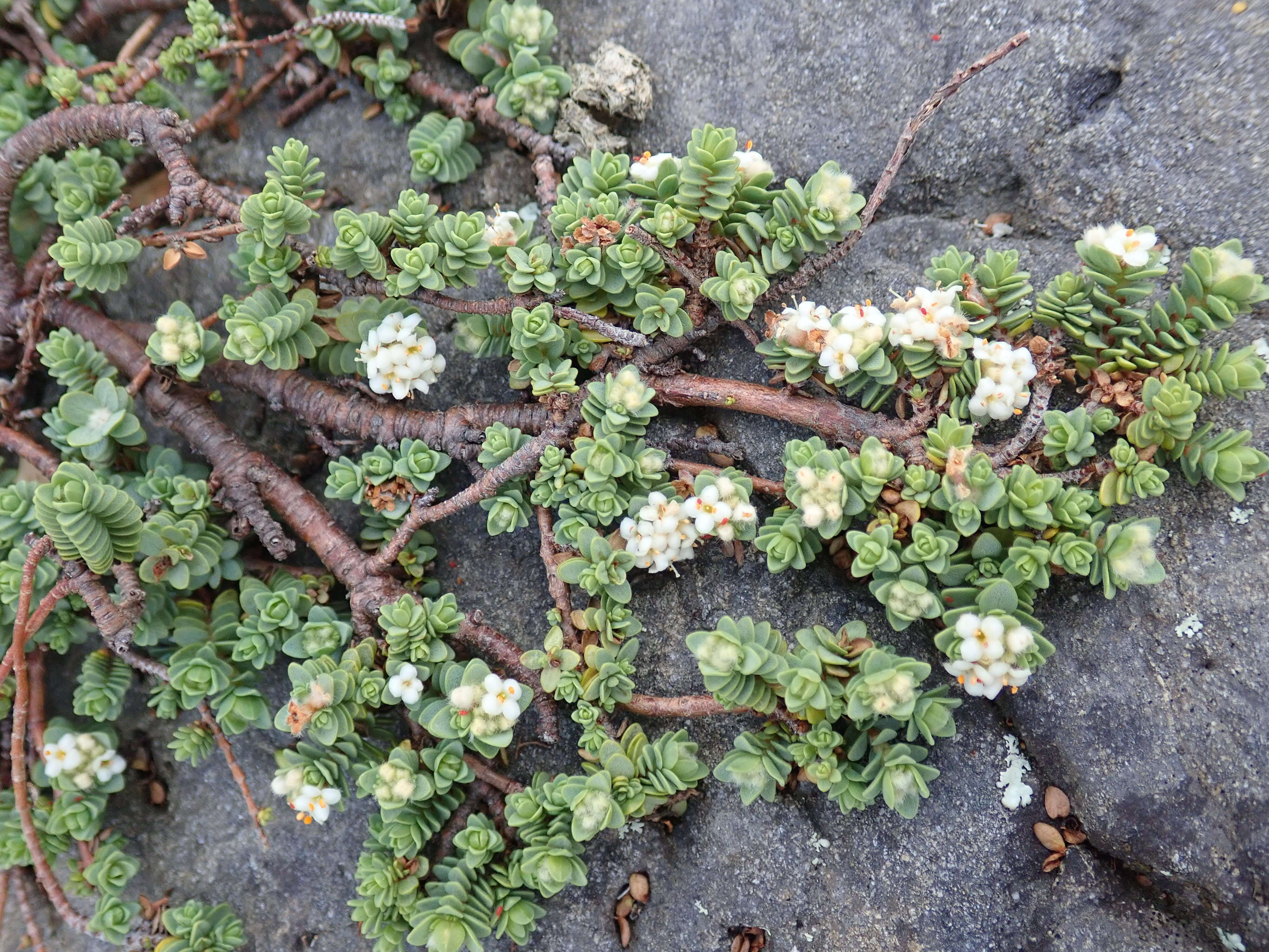 Image of Pimelea urvilleana A. Rich.