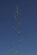 Image de Eragrostis leptostachya (R. Br.) Steud.