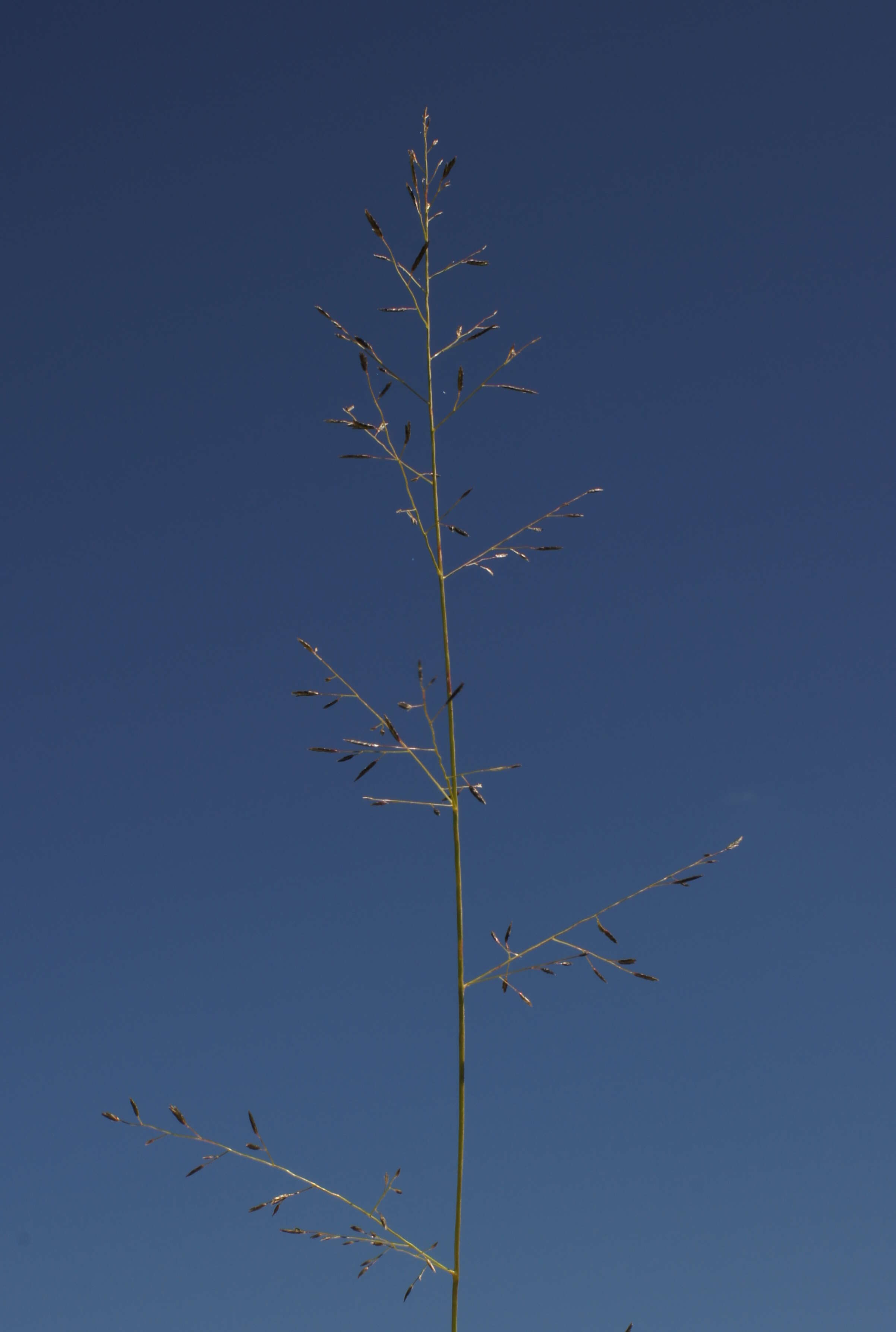 Image de Eragrostis leptostachya (R. Br.) Steud.