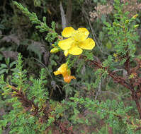 Imagem de Hypericum laricifolium Juss.