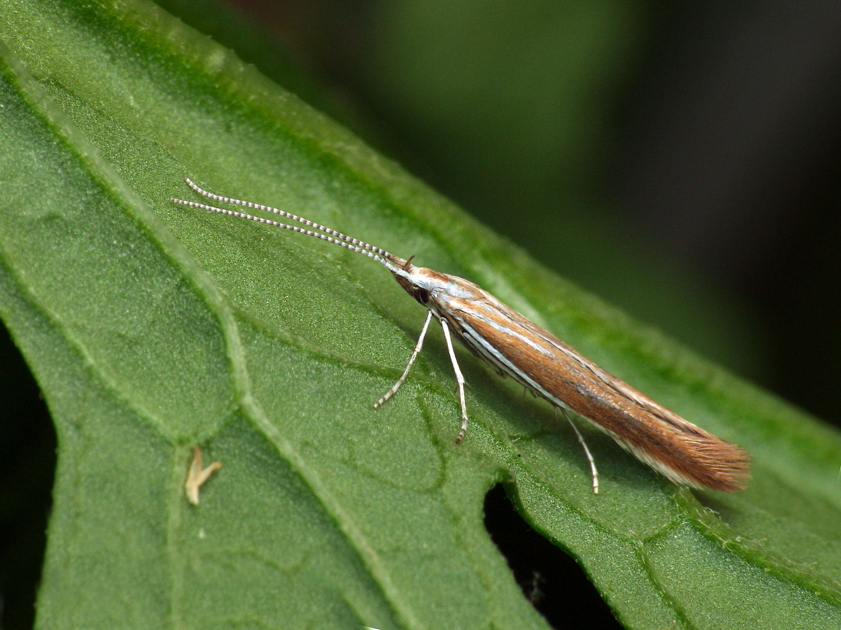 Image of Coleophora discordella Zeller