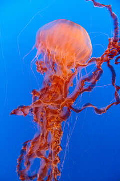 Image of Black sea nettle