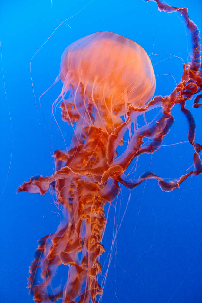 Image of Black sea nettle