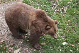 Image of Brown Bear