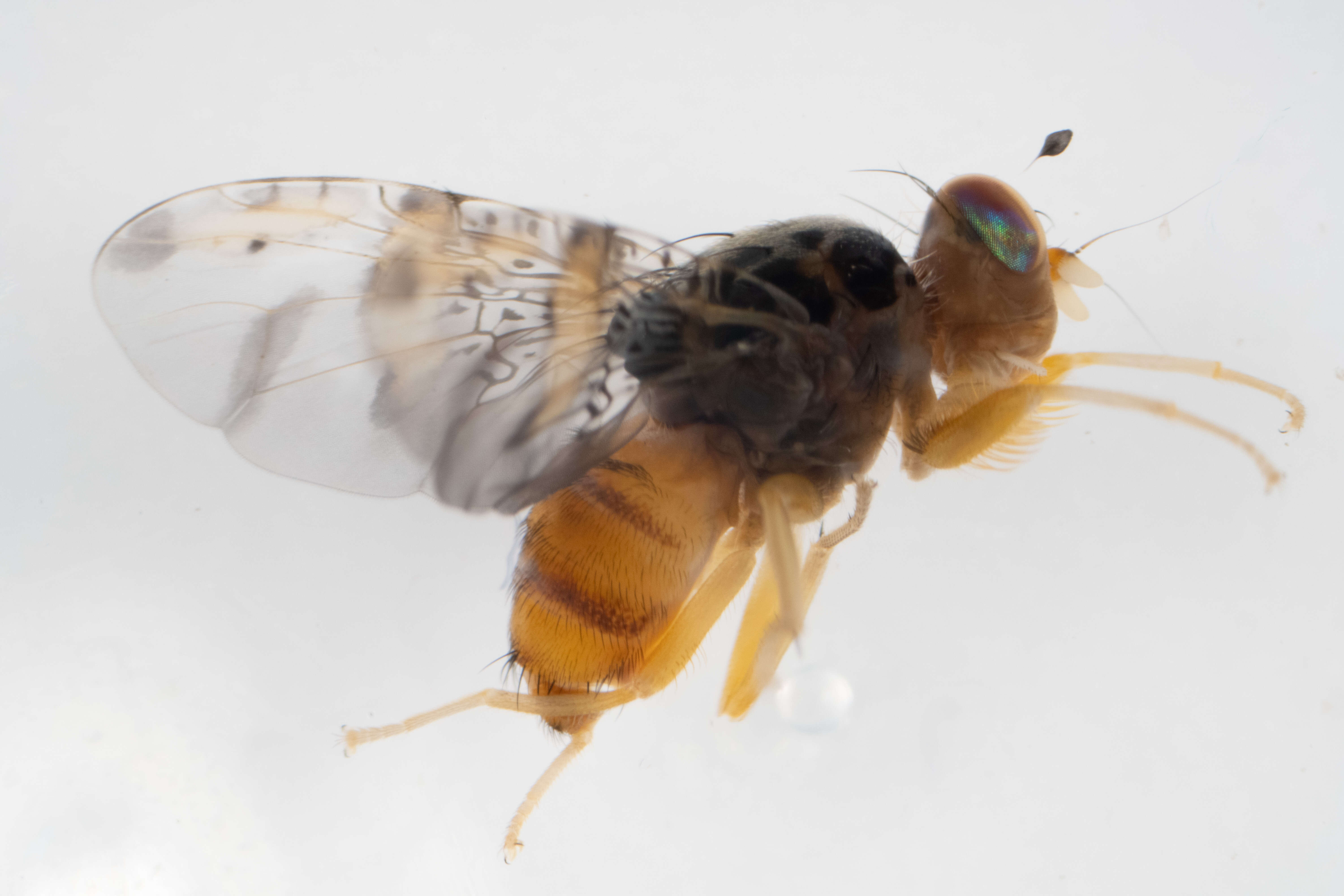 Image of Mediterranean fruit fly