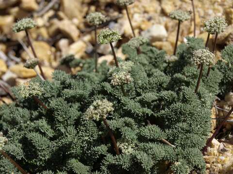 Image of Indian springparsley