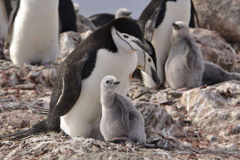 Sakallı penguen resmi