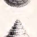 Image of Calliotropis rudecta (Locard 1898)