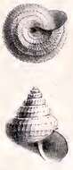 Image of Calliotropis rudecta (Locard 1898)