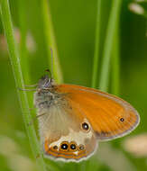 Sivun Coenonympha arcania Linnaeus 1761 kuva