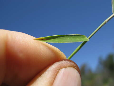 Imagem de Thyridolepis mitchelliana (Nees) S. T. Blake