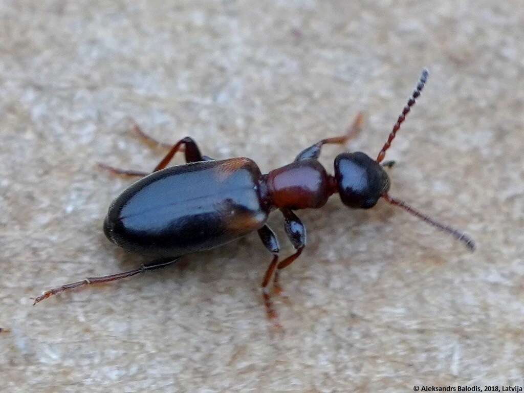 Image of Antlike flower beetle