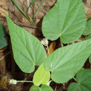 Image of Abutilon oxycarpum (F. Müll.) Benth.