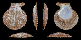 Image of noble scallop