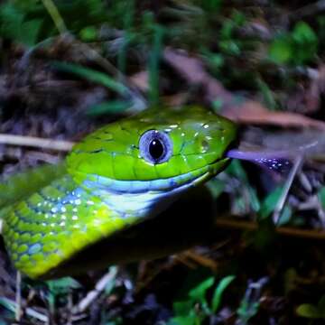 Image of Green Cat Snake