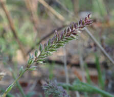 Image of stalked bur grass