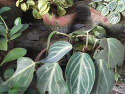 صورة Peperomia maculosa (L.) Hook.