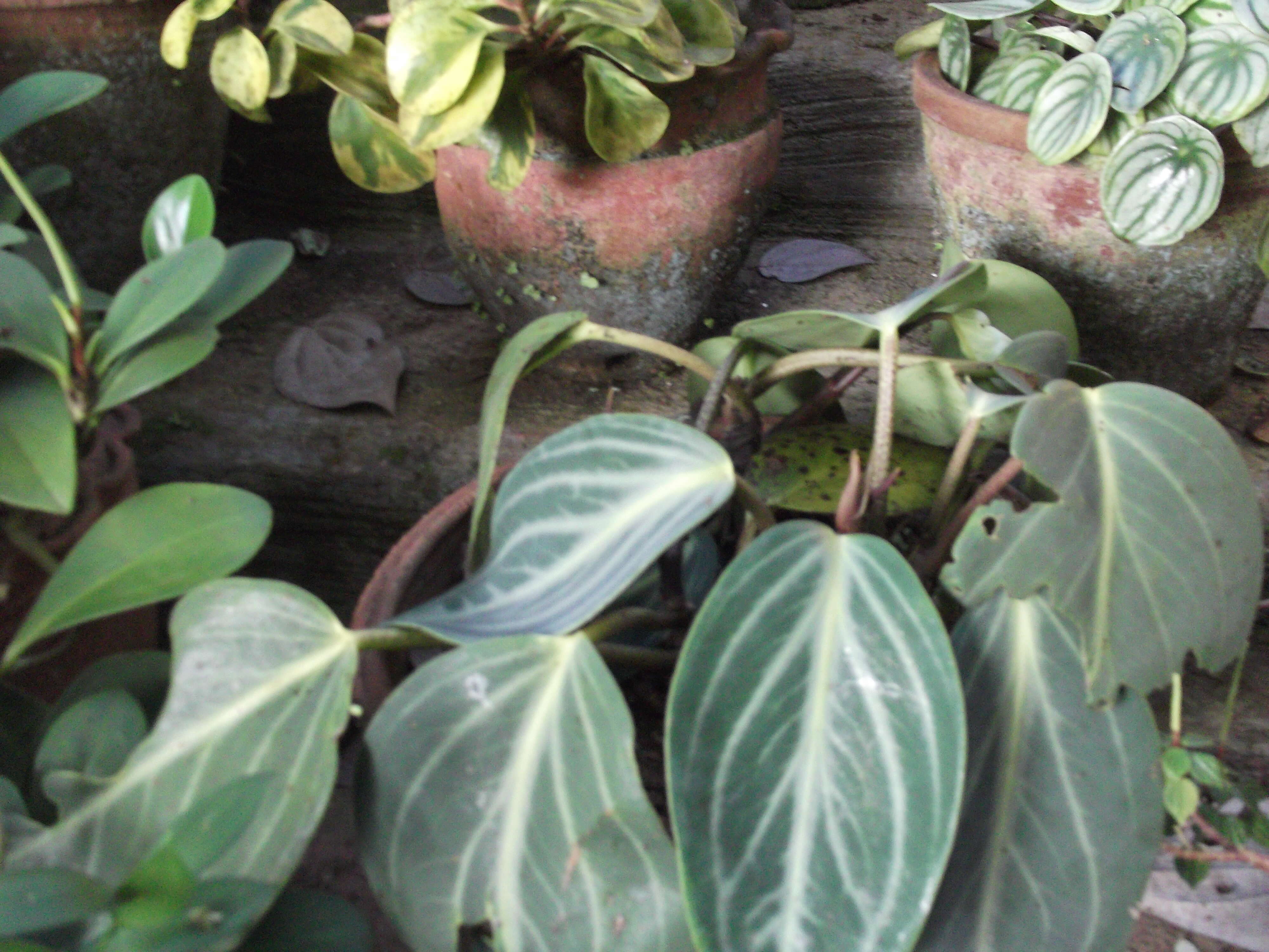 Image of spotted peperomia