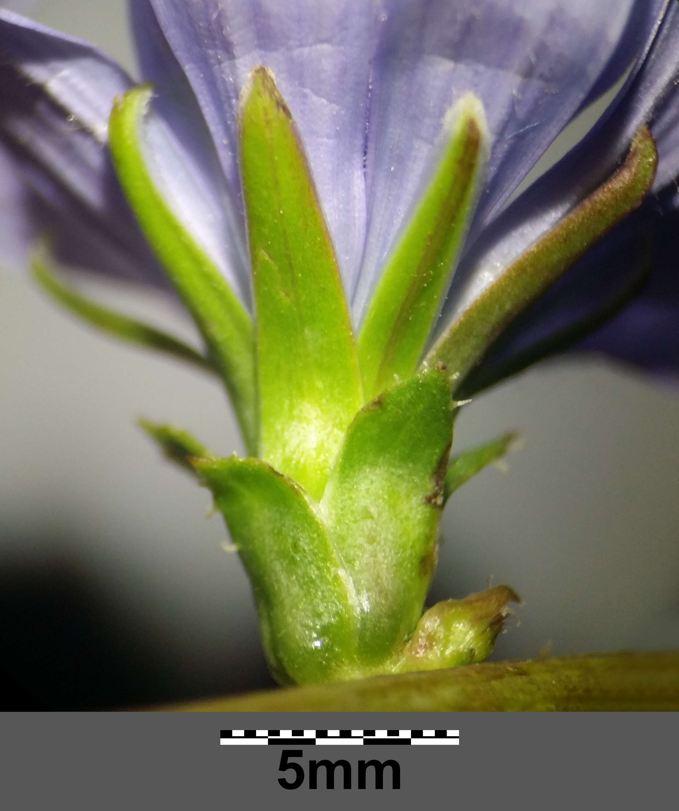 Image of chicory