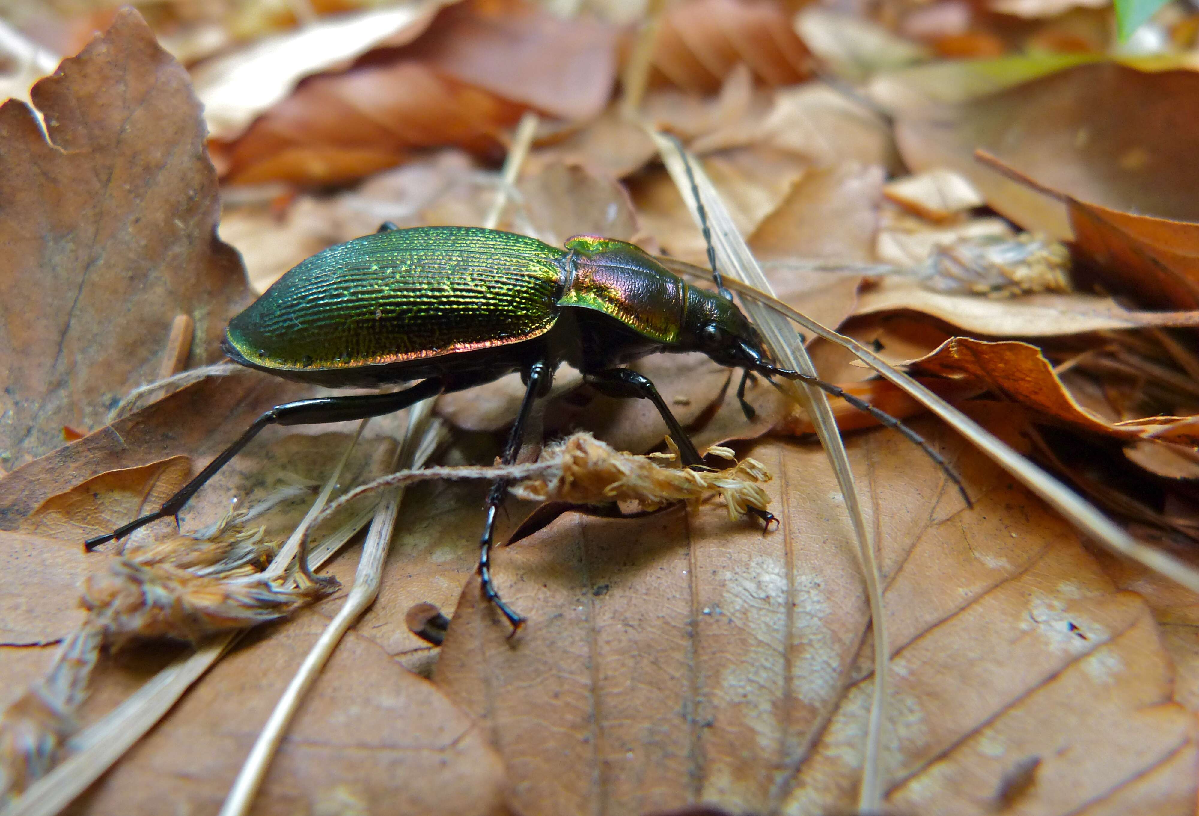 Image of Carabid beetle