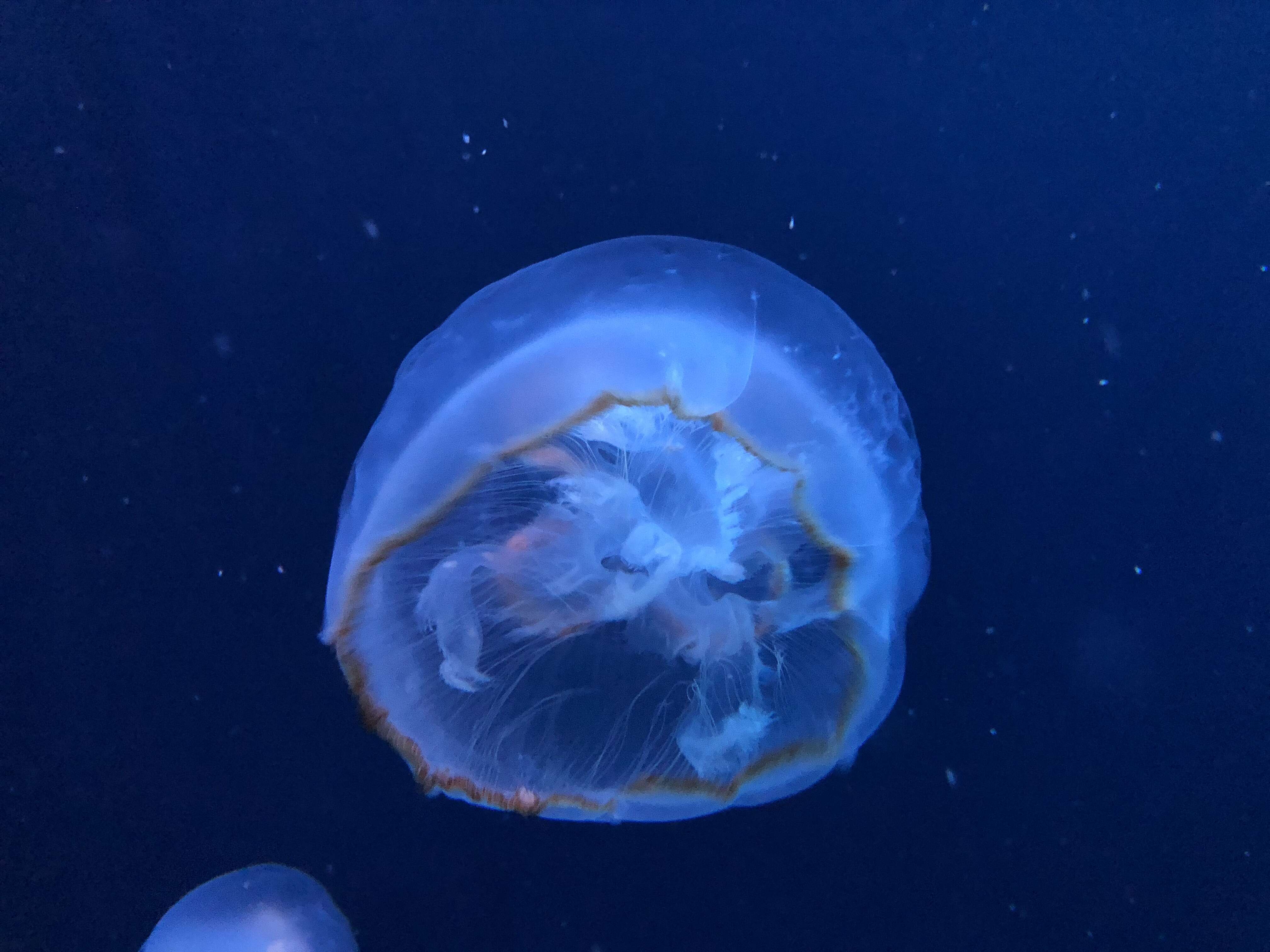 Image of Brown-banded moon jelly