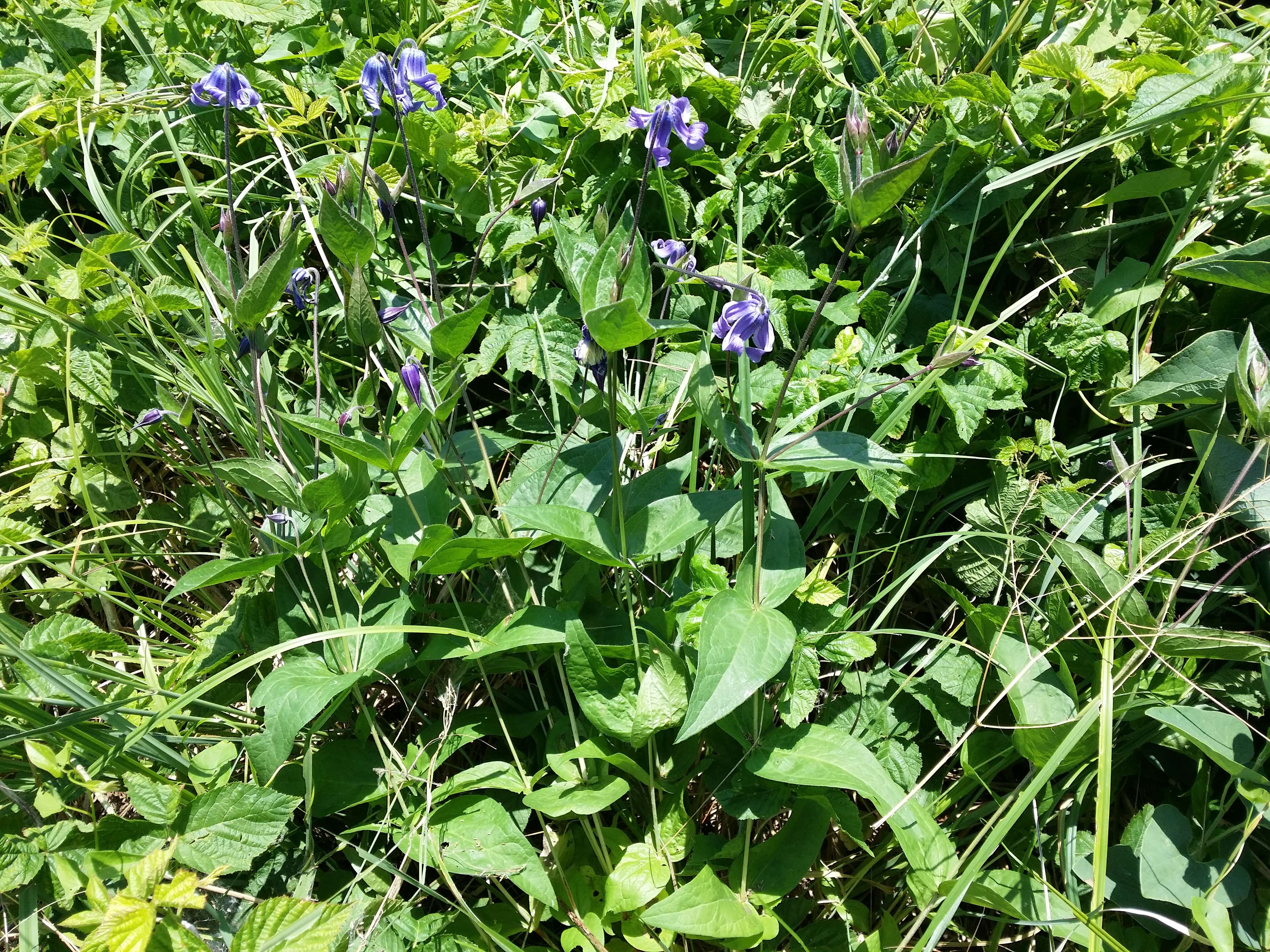 Imagem de Clematis integrifolia L.