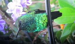 Image of Red-billed Emerald