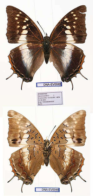 Imagem de Charaxes mccleeryi Van Someren 1972