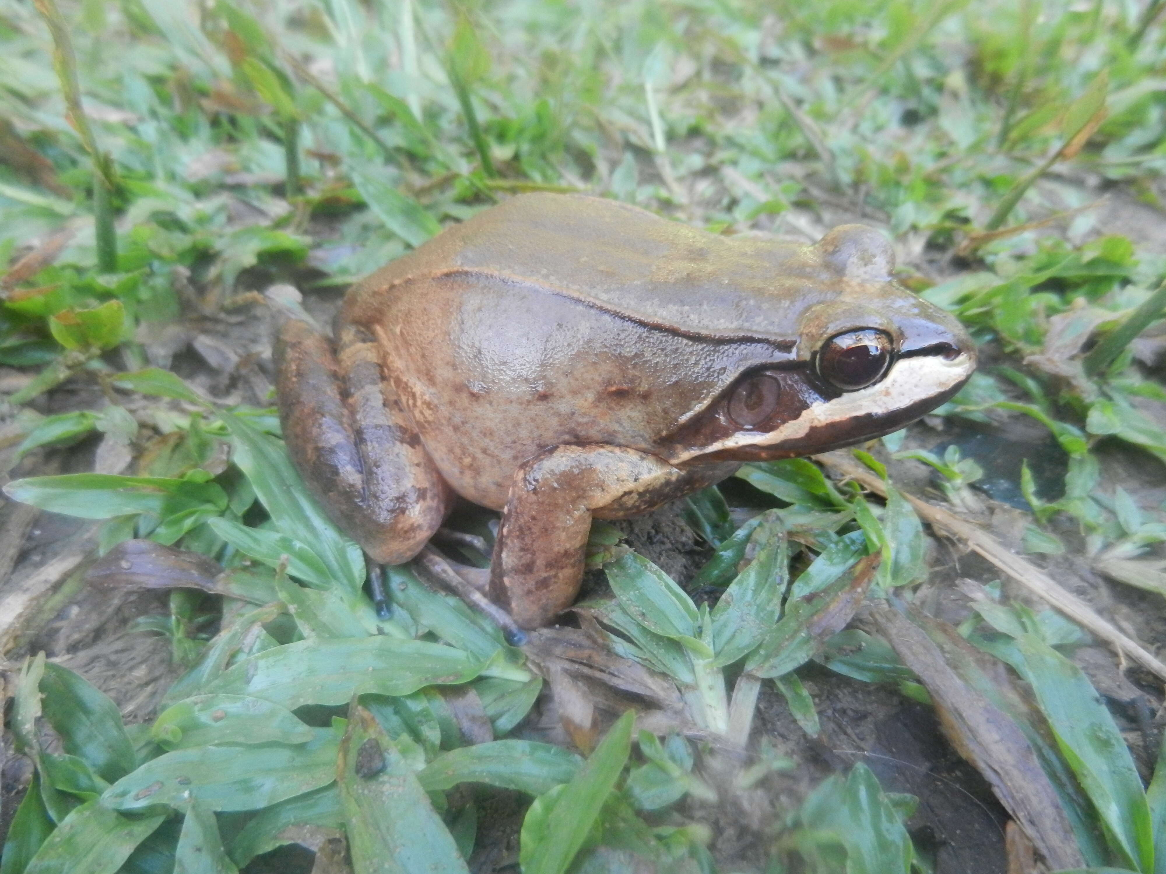 Image of Loreto White-lipped Frog