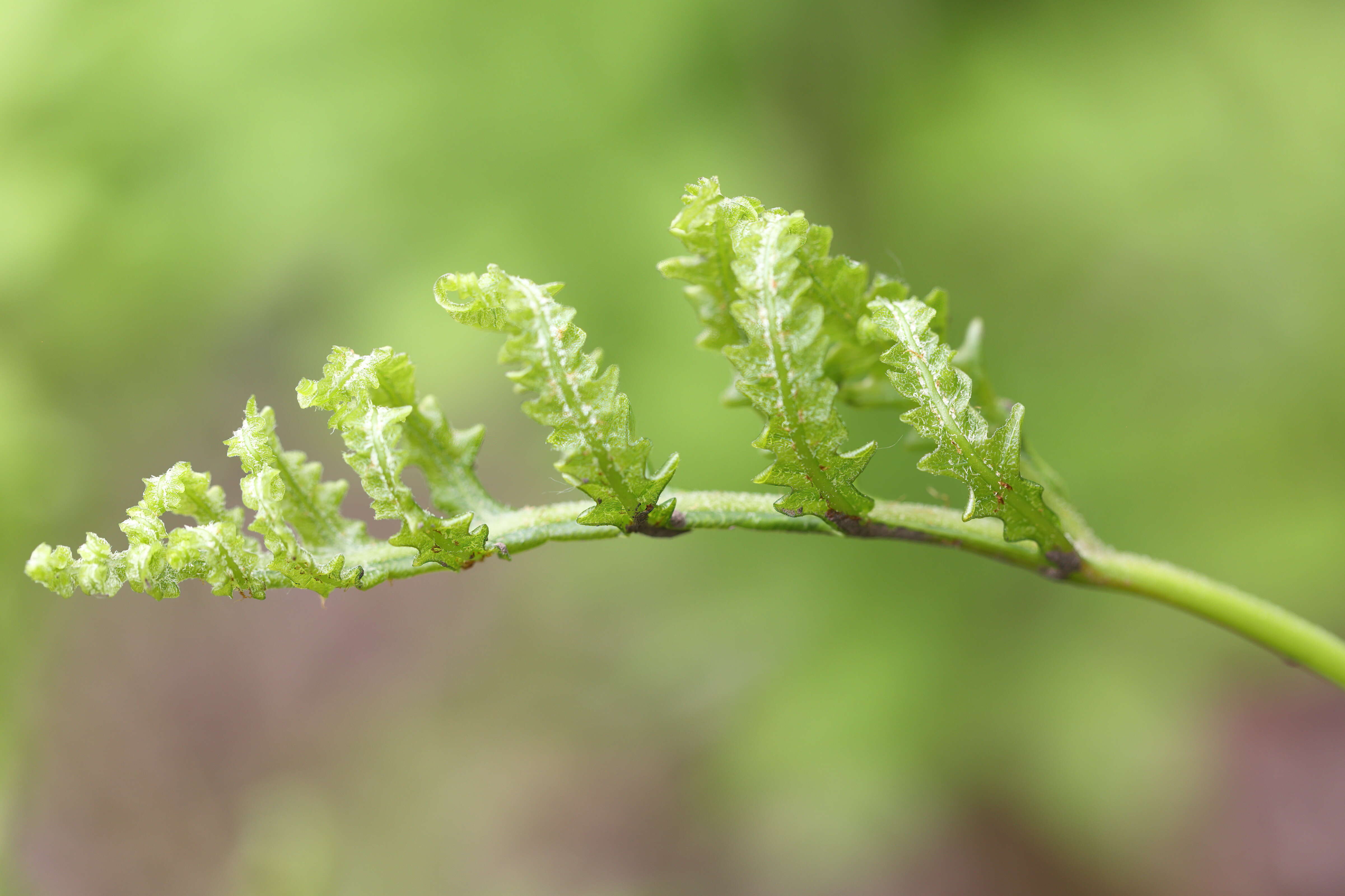 Image of sensitive fern