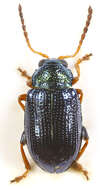 Image of Crepidodera fulvicornis